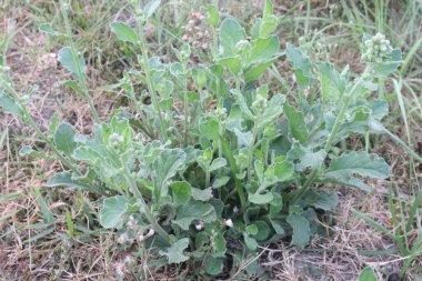 Atriplex argentea, yaygın olarak Gümüşpulu Saltbush olarak bilinir, bu bölgelerin yerli halkı Atriplex Argentea 'nın iyileştirici özelliklerini tanıdı ve onu kendi iyileştirme uygulamalarına dahil etti.