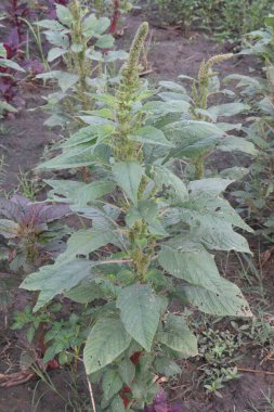 Çiftlikte satılık Amaranthus Viridis nakit ürünleri, ateş, acı, astım, diyabet, dizanteri, idrar bozuklukları, karaciğer bozuklukları, göz hastalıkları, zührevi hastalıklar. Anti mikrobiyal var.