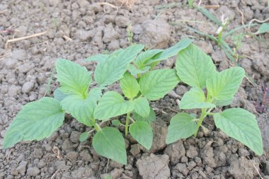 Hasat için tarladaki susam bitkisi nakit mahsulüdür. Antioksidan, kolesterol azaltımı, kan lipit düzenlemesi, karaciğer, böbrek koruması, kardiyovasküler sistem koruması, anti-enflamatuar, anti-tümör vardır.