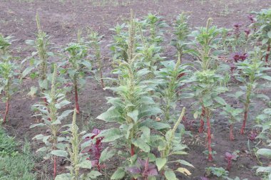 Çiftlikte satılık Amaranthus Viridis nakit ürünleri, ateş, acı, astım, diyabet, dizanteri, idrar bozuklukları, karaciğer bozuklukları, göz hastalıkları, zührevi hastalıklar. Anti mikrobiyal var.