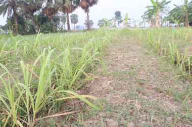 Tarladaki şeker kamışı bitkileri nakit mahsullerdir. Meyve suyu harika bir hidratlama aracıdır, besin, enerji artırıcı, sindirim sağlığı, deoksifikasyon, ağırlık yönetimi, cilt bakımı. Yaşlanma, anti-diyabetik.