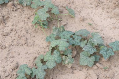 Çiftlikteki luffa kabağı bitkisi nakit mahsulü. Sonra da ilaç olarak kullanılıyor. Luffa, soğuk algınlığını tedavi etmek ve önlemek için ağızdan alınır. Burun şişmesi ve sinüs sorunları için de kullanılır.