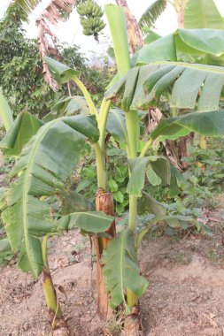 Banana plant on farm for harvest are cash crops clipart