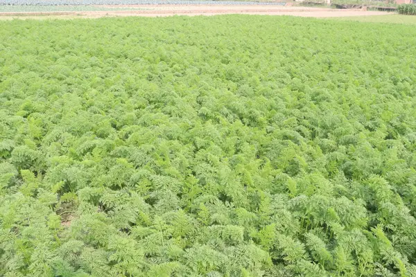 Hasat için havuç çiftliği nakit mahsulüdür. Herbaceous, yenilebilir taproot. Yaygın türler arasında kök şekilleri küreselden uzunluğa, alt uçlar kör noktadan sivri uca sıralanır. Turuncu kökleri dışında.,