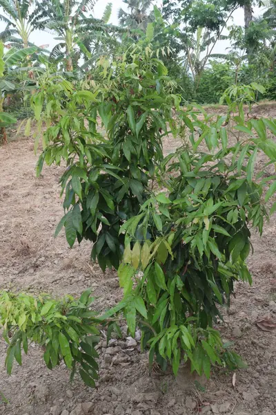 stock image lychee plant on farm for sell are cash crops