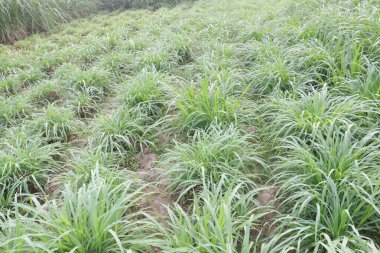 Çiftlikteki Reed kanaryaları hayvan maması için nakit mahsuldür. Sera gazı emisyonlarını azaltabilir ve bir tampon ürün olarak hareket ederek nitrat sızıntısını azaltabilir
