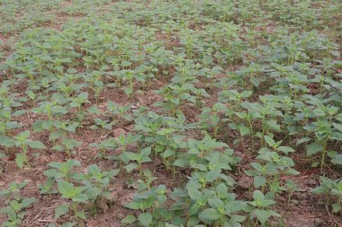 Hasat için tarladaki susam bitkisi nakit mahsulüdür. Antioksidan, kolesterol azaltımı, kan lipit düzenlemesi, karaciğer, böbrek koruması, kardiyovasküler sistem koruması, anti-enflamatuar, anti-tümör vardır.