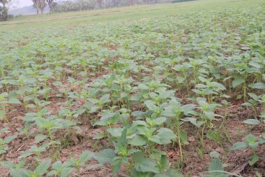 Hasat için tarladaki susam bitkisi nakit mahsulüdür. Antioksidan, kolesterol azaltımı, kan lipit düzenlemesi, karaciğer, böbrek koruması, kardiyovasküler sistem koruması, anti-enflamatuar, anti-tümör vardır.
