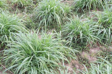 Çiftlikteki Reed kanaryaları hayvan maması için nakit mahsuldür. Sera gazı emisyonlarını azaltabilir ve bir tampon ürün olarak hareket ederek nitrat sızıntısını azaltabilir