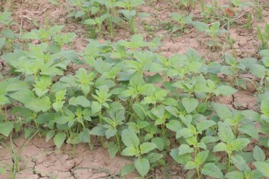 Hasat için tarladaki susam bitkisi nakit mahsulüdür. Antioksidan, kolesterol azaltımı, kan lipit düzenlemesi, karaciğer, böbrek koruması, kardiyovasküler sistem koruması, anti-enflamatuar, anti-tümör vardır.