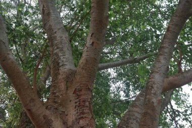 Köyün yolundaki banyan ağacı birçok tıbbi amaç için kullanıldı. Ağaç kabuğu, yapraklar hem ağrı kesici, hem de iltihap önleyici özellikler, yanma hissi, ülser ve acı verici deri hastalıklarını tedavi eder.