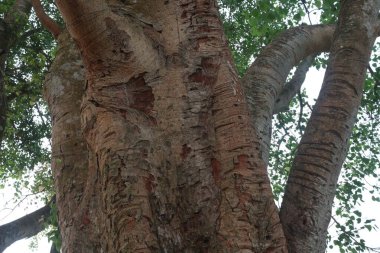 Köyün yolundaki banyan ağacı birçok tıbbi amaç için kullanıldı. Ağaç kabuğu, yapraklar hem ağrı kesici, hem de iltihap önleyici özellikler, yanma hissi, ülser ve acı verici deri hastalıklarını tedavi eder.