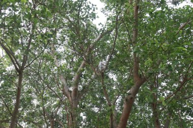 Köyün yolundaki banyan ağacı birçok tıbbi amaç için kullanıldı. Ağaç kabuğu, yapraklar hem ağrı kesici, hem de iltihap önleyici özellikler, yanma hissi, ülser ve acı verici deri hastalıklarını tedavi eder.
