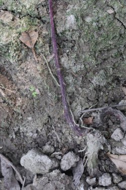 Hasat için çiftlikte bulunan dioskorea bulbifera yer elması kökü nakit mahsulüdür. Diyabet ve obeziteyi, boğaz ağrısını, guatrı, mide kanserini ve rektum kanserini tedavi edin.