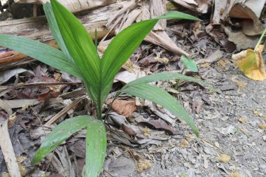 Çiftlikteki betel fındık fabrikası nakit ürünleri. Solucanları öldür, balgamı yok et, kötü kokuları bastır, ağzı güzelleştir, arındırma ve tutku ateşini körükle..