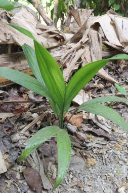 Çiftlikteki betel fındık fabrikası nakit ürünleri. Solucanları öldür, balgamı yok et, kötü kokuları bastır, ağzı güzelleştir, arındırma ve tutku ateşini körükle..