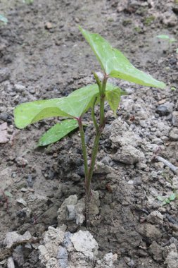 Çiftlikteki dioskorea bulbifera bitkisi hasat için nakit mahsuldür. Diyabet ve obeziteyi tedavi etmek, boğaz ağrısı, guatr, mide kanseri ve rektum kanseri tedavisi