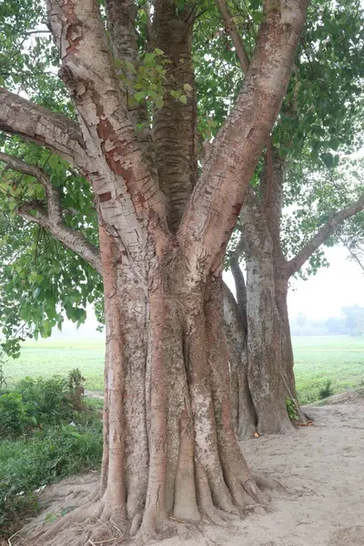 The banyan tree on road of village has been used for many medicinal purposes. Its bark, leaves both treat analgesic, anti-inflammatory properties, burning sensation, ulcers, and painful skin diseases