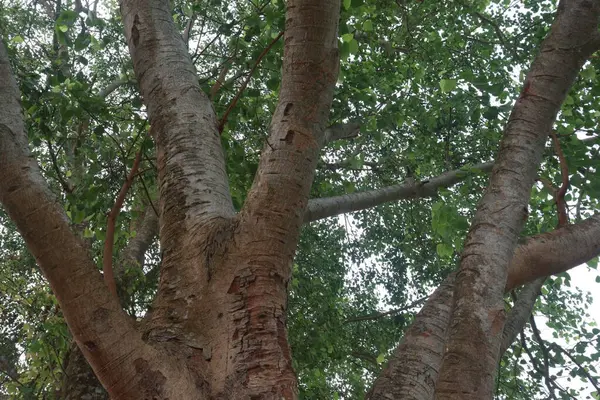 The banyan tree on road of village has been used for many medicinal purposes. Its bark, leaves both treat analgesic, anti-inflammatory properties, burning sensation, ulcers, and painful skin diseases
