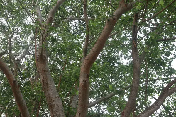 Köyün yolundaki banyan ağacı birçok tıbbi amaç için kullanıldı. Ağaç kabuğu, yapraklar hem ağrı kesici, hem de iltihap önleyici özellikler, yanma hissi, ülser ve acı verici deri hastalıklarını tedavi eder.