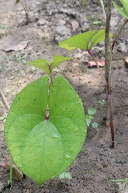 Dioscorea bulbifera plant on farm for harvest are cash crops. treat diabetes and obesity, sore throat, goiter, gastric cancer and carcinoma of rectum clipart
