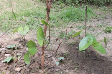 Çiftlikteki dioskorea bulbifera bitkisi hasat için nakit mahsuldür. Diyabet ve obeziteyi tedavi etmek, boğaz ağrısı, guatr, mide kanseri ve rektum kanseri tedavisi