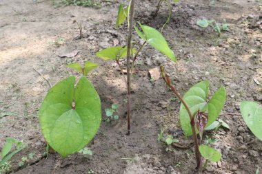 Dioscorea bulbifera plant on farm for harvest are cash crops. treat diabetes and obesity, sore throat, goiter, gastric cancer and carcinoma of rectum clipart