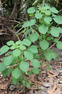 Acalypha indica plant on jungle.have anthelmintic,anti inflammation,anti bacterial,anti cancer,anti diabetes,anti hyperlipidemic,anti obesity,anti venom,hepatoprotective,hypoxia,wound healing medicine clipart