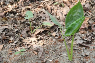 Alocasia Brisbanensis Cunjevoi çiftliğindeki fidanlık nakit mahsulüdür. Bu kuraklığa dayanıklı bitki çeşitli ışıklandırma koşullarında gelişerek evinizdeki farklı alanlara uyum sağlar.