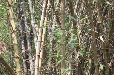 Çiftlikteki bambu stokları nakit ürünler, vitaminler, niasin, A vitamini, B6 vitamini, E vitamini, antioksidan gibi temel mineraller. Vücudun toksinlerden arındırılmasına ve doğal bağışıklığın arttırılmasına yardımcı olur.