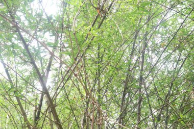 Çiftlikteki bambu stokları nakit ürünler, vitaminler, niasin, A vitamini, B6 vitamini, E vitamini, antioksidan gibi temel mineraller. Vücudun toksinlerden arındırılmasına ve doğal bağışıklığın arttırılmasına yardımcı olur.