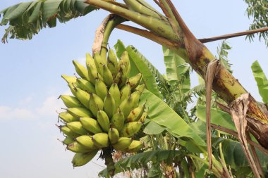 Raw Bananas bunch on farm for harvest are cash crops. have nutrients, While bananas can be good for health, Eating bananas can help lower blood pressure and may reduce the risk of cancer clipart