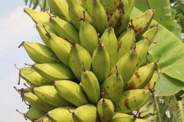 Çiftlikteki çiğ muz hasadı nakit mahsuldür. Muz yemek sağlığa iyi gelirken, muz yemek kan basıncını düşürebilir ve kanser riskini azaltabilir.