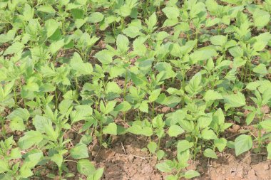 Hasat için tarladaki susam bitkisi nakit mahsulüdür. Antioksidan, kolesterol azaltımı, kan lipit düzenlemesi, karaciğer, böbrek koruması, kardiyovasküler sistem koruması, anti-enflamatuar, anti-tümör vardır.
