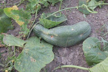 Hasat için çiftlikteki salatalıklar nakit mahsulüdür. Özüt bir cilt koşullandırma aracıdır. Köpük banyosundaki malzemeleri de kullanırız. Güneş kremleri, şampuanlar, nemlendiriciler, sabunlar, makyaj malzemelerinde de bulunur.
