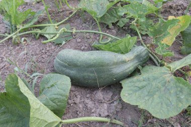 Cucumis Melo on farm for harvest are cash crops. extract is a skin conditioning agent.We use the ingredients in our bubble bath.extract is also found in sunscreens,shampoos,moisturizers, soaps, makeup clipart