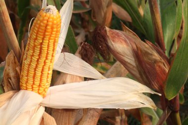 Mısır ayrıca çiftlikte hasat için mısır olarak da bilinir. Yüksek kalorili göz sağlığı, A vitamini, kalori, karbonhidrat, düşük kolesterol, sodyum, trans yağ, anlık enerji, metabolizmanın yükseltilmesi, kalp fonksiyonlarının korunması