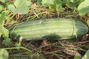 Hasat için çiftlikteki salatalıklar nakit mahsulüdür. Özüt bir cilt koşullandırma aracıdır. Köpük banyosundaki malzemeleri de kullanırız. Güneş kremleri, şampuanlar, nemlendiriciler, sabunlar, makyaj malzemelerinde de bulunur.
