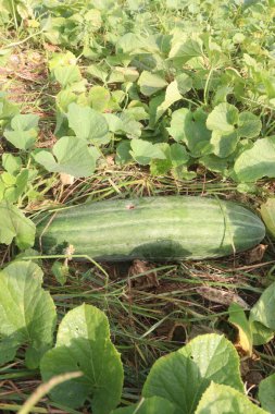 Cucumis Melo on farm for harvest are cash crops. extract is a skin conditioning agent.We use the ingredients in our bubble bath.extract is also found in sunscreens,shampoos,moisturizers, soaps, makeup clipart