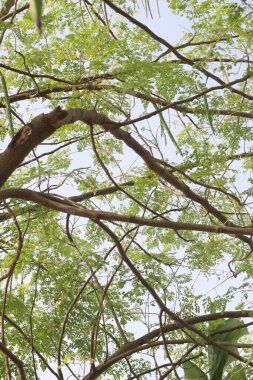 Hasat için çiftlikteki ağaçtaki bagetler nakit mahsuldür. Bilimsel olarak Moringa oleifera Lam olarak bilinir. Hindistan, Bangladeş, Afganistan ve Pakistan 'ın Himalaya bölgelerinde bulunur.