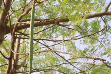 Hasat için çiftlikteki ağaçtaki bagetler nakit mahsuldür. Bilimsel olarak Moringa oleifera Lam olarak bilinir. Hindistan, Bangladeş, Afganistan ve Pakistan 'ın Himalaya bölgelerinde bulunur.