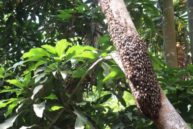 Ormanda ağaçta bal arısı. Vitaminler, besin maddeleri rafine şeker, antioksidan, antimikrobik, antibakteriyel, antienflamatuar, hücresel büyüme ve yenilenmeyi teşvik eden düşük glisemik endekse sahiptir.