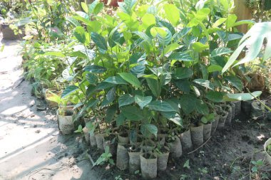 Çiftlikte satılık çakıl meyvesi fabrikası nakit mahsulü. Yüksek tansiyonu, kalp hastalıklarını, felçleri, kemik kaybını azaltır. Jack Tree 'nin meyvesi Artocarpus Heterofillus, Dut ve Ekmek Meyvesi Ailesi.