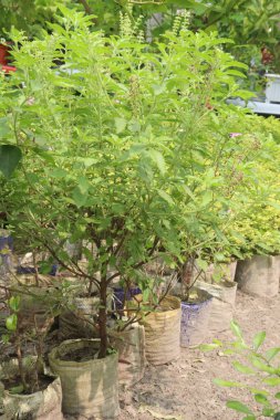 Hasat için çiftlikteki kutsal fesleğen bitkisi nakit mahsulüdür. Kutsal fesleğende bulunan kimyasalların acıyı ve şişliği azalttığı düşünülüyor. Şeker hastası insanlarda da kan şekerini düşürebilir. Antioksidan gibi davran.