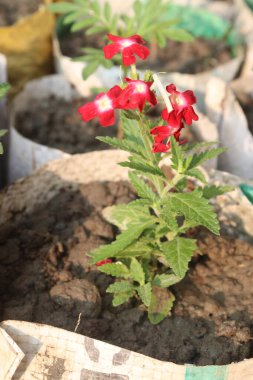 Kreşteki esrar üzerindeki pembe Verbena x melez çiçek bitkisi nakit mahsuldür. Bahçelerde süs bitkisi olarak ve ateş, baş ağrısı ve sindirim sorunları için ilaç olarak kullanılır.
