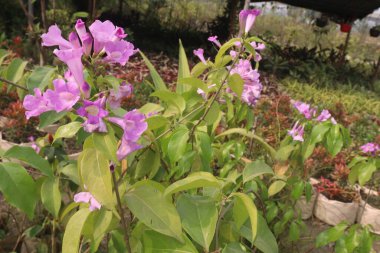 Çiftlikteki Bauhinia çiçek bitkileri nakit mahsulleridir. Düşme, acı, romatizma, konvülsiyon, hezeyan, septisemi, astringent, ishal, ülser, çamaşır çözeltisi için kullanılır.