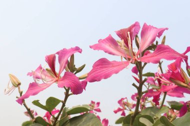 Çiftlikteki Bauhinia çiçek bitkileri nakit mahsulleridir. Düşme, acı, romatizma, konvülsiyon, hezeyan, septisemi, astringent, ishal, ülser, çamaşır çözeltisi için kullanılır.