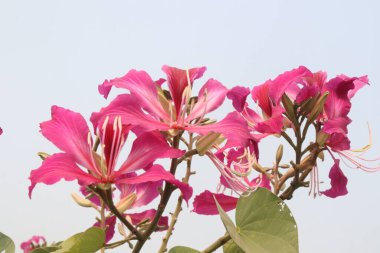 Bauhinia flower plant on farm for sell are cash crops.used for dropsy, pain, rheumatism, convulsions, delirium, septicemia, astringent, diarrhea, ulcers, wash solution clipart