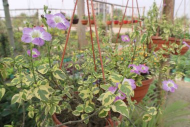 Asystasia gangetica flower plant on farm for sell are cash crops. Roots powder are used to cure snake bites, stomach aches.leaf decoction is used to treat epilepsy, urethral discharge, analgesic clipart