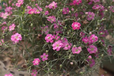 gypsophila muralis flower plant on nursery for sell are cash crops. ornamental use, for herbal medicine. treat respiratory ailments such as coughs and bronchitis clipart
